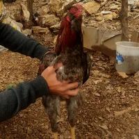 خروس دورگه پاوه