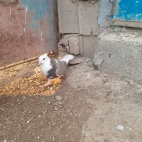 ساده|پرنده|شیروان (خراسان), |دیوار