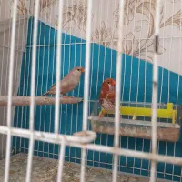 فنچ ارپای|پرنده|طرقبه, |دیوار