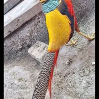 خروس زینتی|حیوانات مزرعه|اردبیل, |دیوار