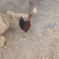 خروس|حیوانات مزرعه|دهدشت, |دیوار