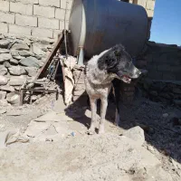 گچ قدرجونی ۱ساله شده|سگ|بیرجند, |دیوار