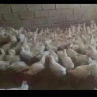 مرغ تخم گذار در شوط