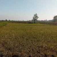 25000 هزار متر شالیزار سنتی  بافت روستا