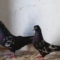 کبوتر بلند پرواز