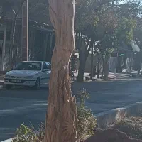 سفارش ساخت مجسمه چوبی در ابعاد مختلف