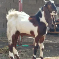 بز کهره|حیوانات مزرعه|بندر ماهشهر, |دیوار