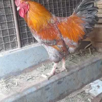 خروس|حیوانات مزرعه|تهران, مسگرآباد|دیوار