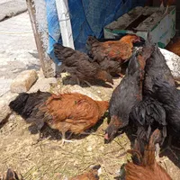 جوجه مرغ و خروس فروشی|کلکسیون و سرگرمی|سمنان, |دیوار
