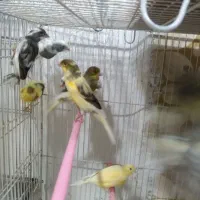 قناری مست خون