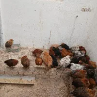جوجه مرغ محلی