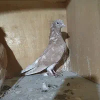 ۲تاکفتر زردی معاوضه با زاغ دمسفید سروریا شازدع زرد