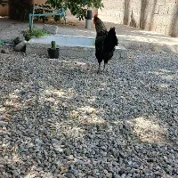 خروس|حیوانات مزرعه|کاکی, |دیوار