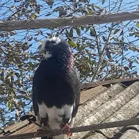 تعدادی کبوتر