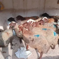 میش شیشک جوان