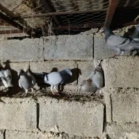 کبوتر پوسپیازی|پرنده|برازجان, |دیوار