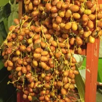 رطب مضافتی  خرما|خوردنی و آشامیدنی|مشهد, فرودگاه|دیوار