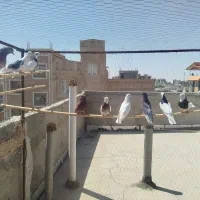 کفتر|پرنده|گرمسار, |دیوار