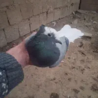 دوتا کبوتر غریب شرطی|پرنده|سقز, |دیوار