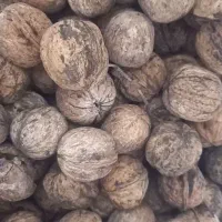 گردو|خوردنی و آشامیدنی|قم, شهرک فاطمیه|دیوار