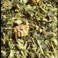 ذرت علوفه ای پردان