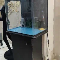 اکواریوم ماهیران