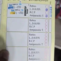 توله پیتبول با اصالت|سگ|اصفهان, کوی ولی عصر|دیوار