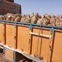 چغندر قند درجه یک،کاه و پرس،تحویل درب دامداری|خدمات باغبانی و درختکاری|سبزوار, ابارش|دیوار