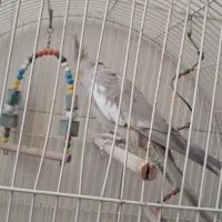 فروش مرغ عشق و عروس هلندی باهم 600|پرنده|یزد, |دیوار