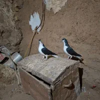 رنگی|پرنده|قزوین, |دیوار