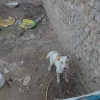 سگ سرابی اصیل|سگ|قیدار, |دیوار