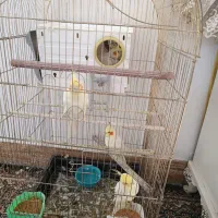 دو‌جفت عروس هلندی لوتینو