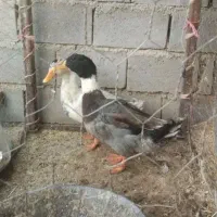 6تا اردک محلی چاق و چله به فروش میرسد