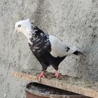چهار تا نر دوری