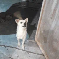 سگ اشپیتزماده|سگ|یزد, |دیوار