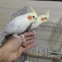 عروس هلندی|پرنده|مهاجران, |دیوار