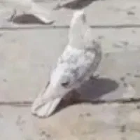 گمشده نر پشتدار|پرنده|ساوه, |دیوار