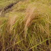 برنج هاشمی اصل