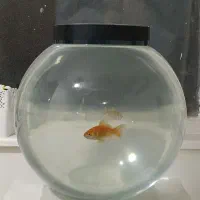 آکواریوم یا تنگ 4 میل بزرگ