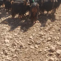 بز جوان|حیوانات مزرعه|سیوان, |دیوار