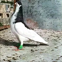 فروش