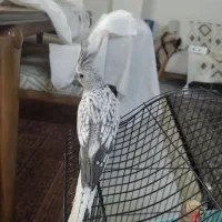 عروس هلندی 6ماهه ایزابلا