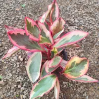 گلهای آپارتمانی