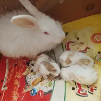 خرگوش ماده با ۳ بچه