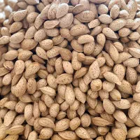 خرید و فروش بادام