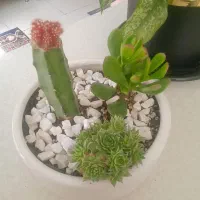 گلهای آپارتمانی زیبا|گل و گیاه طبیعی|قشم, |دیوار