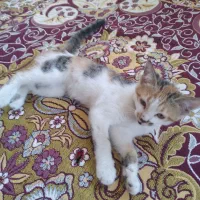 گربه|گربه|خوی, |دیوار