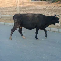 دو راس گاو و یک گوساله|حیوانات مزرعه|دهگلان, |دیوار