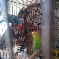 جفت مرغ عشق|پرنده|اردبیل, |دیوار