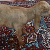 بزغاله شیری ۵روزه